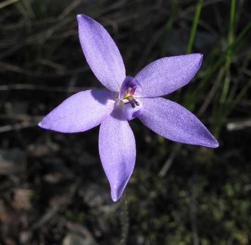 Glossodia minor