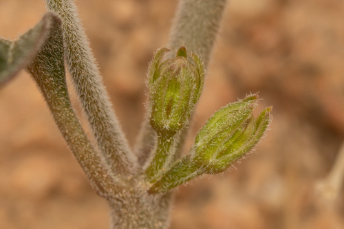 Glossonema boveanum — photo