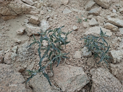 Glossonema boveanum — photo