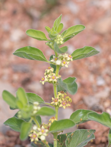 Glossonema revoilii — photo