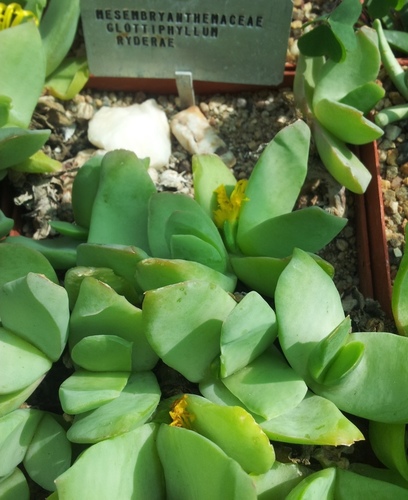 Glottiphyllum linguiforme (Tongue leaf plant) — photo