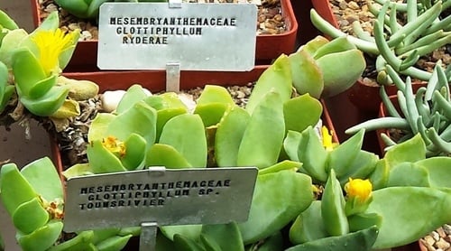 Glottiphyllum linguiforme
