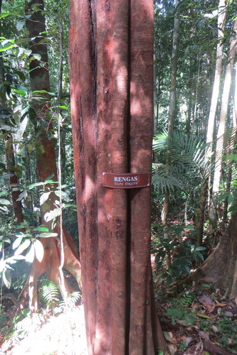 Gluta elegans (Rengas) — photo