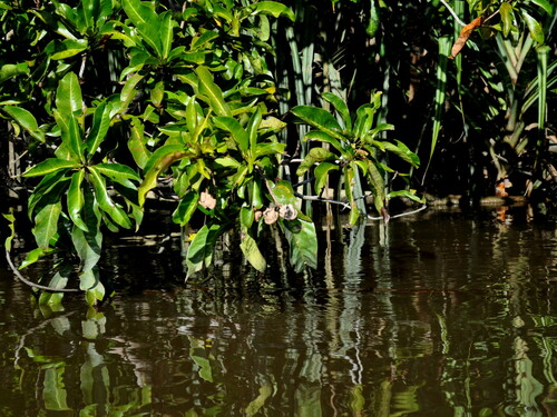 Gluta velutina (Rengas) — photo