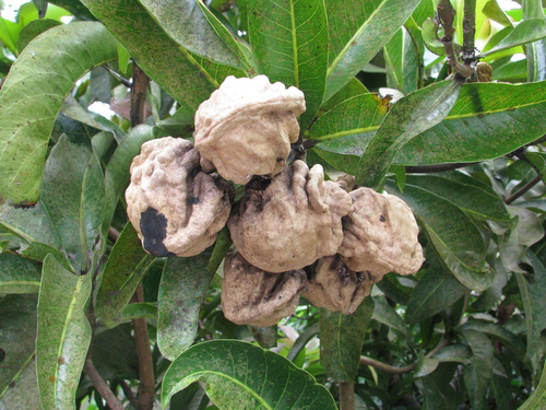 Gluta velutina