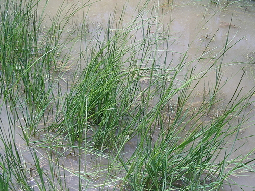 Glyceria acutiflora (Creeping Manna Grass) — photo