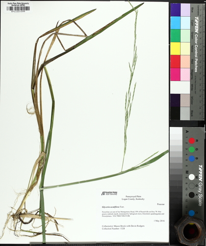 Glyceria acutiflora (Creeping Manna Grass) — photo