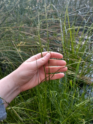 Glyceria australis (Manna (sweet) grass) — photo