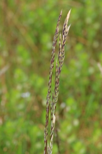 Glyceria australis