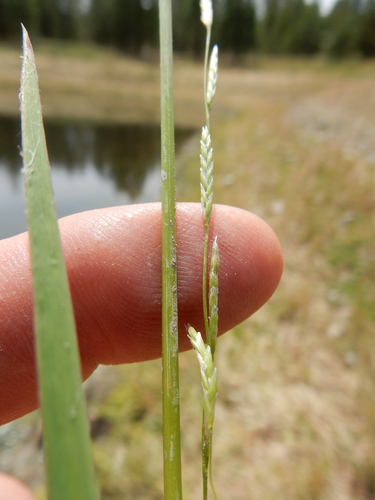 Glyceria borealis (Northern Mannagrass) — photo