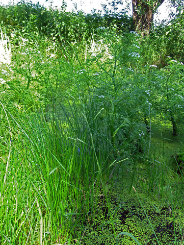 Glyceria fluitans (Floating manna grass) — photo