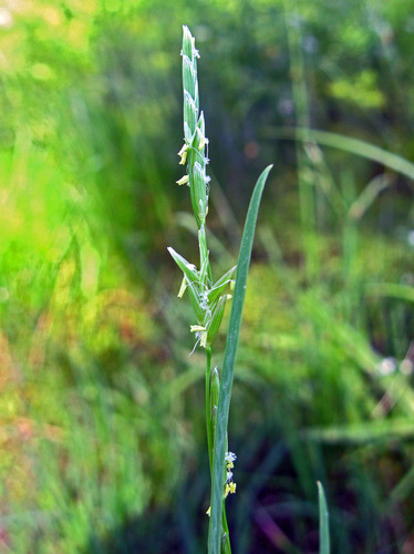 Glyceria fluitans (Floating manna grass) — photo