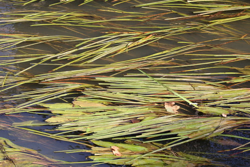Glyceria fluitans