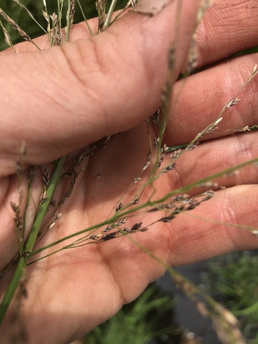 Glyceria grandis (American mannagrass) — photo