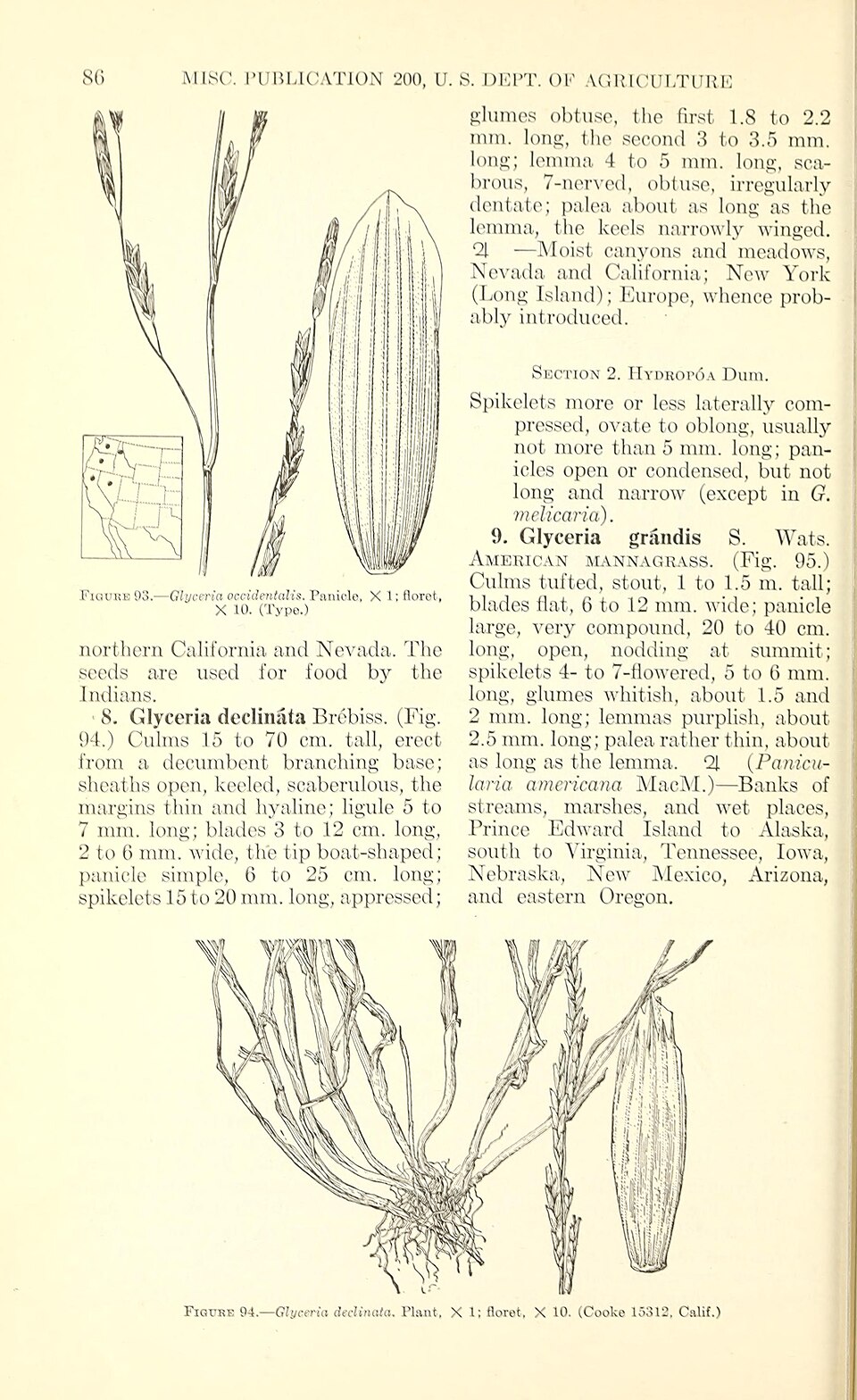 Glyceria occidentalis (North-western Manna Grass) — photo