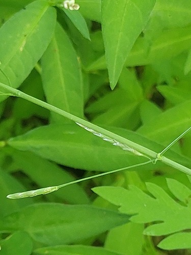 Glyceria plicata (Plicate Sweet-grass) — photo