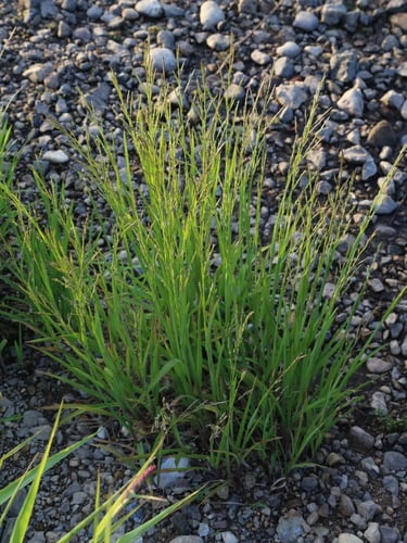 Glyceria plicata