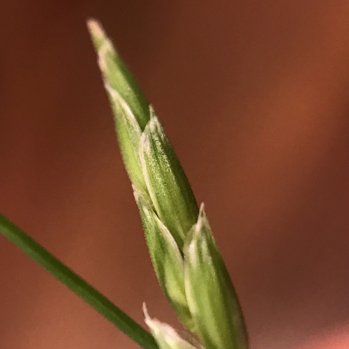 Glyceria septentrionalis (Eastern mannagrass) — photo