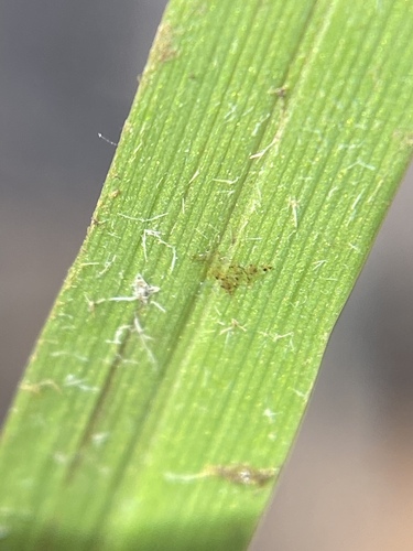 Glyceria septentrionalis (Eastern mannagrass) — photo