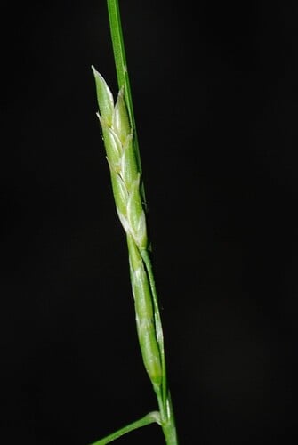 Glyceria septentrionalis