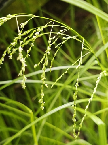 Glyceria striata (Fowl manna grass) — photo