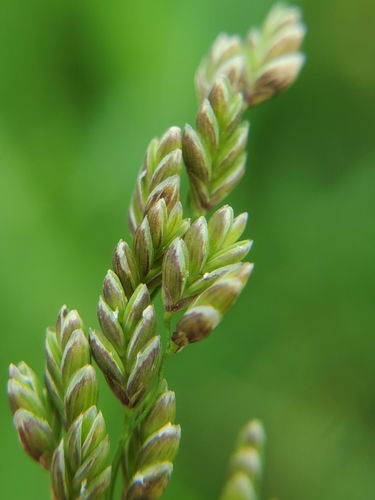 Glyceria striata (Fowl manna grass) — photo