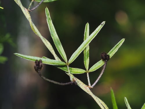 Glycine clandestina