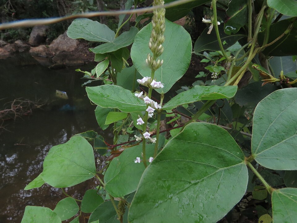 Glycine laurentii — photo