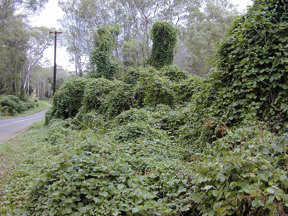 Glycine laurentii