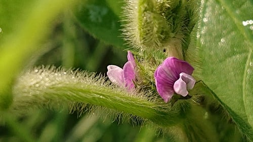 Glycine max