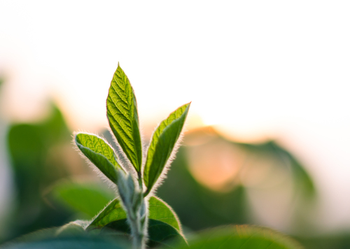 Glycine max (Soybean) — photo