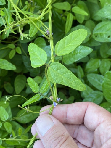 Glycine max subsp. soja (Wild soya bean) — photo