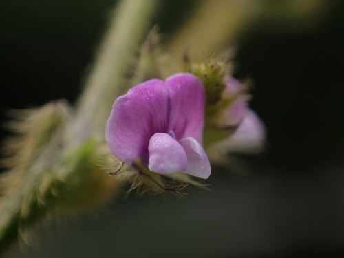 Glycine max subsp. soja (Wild soya bean) — photo
