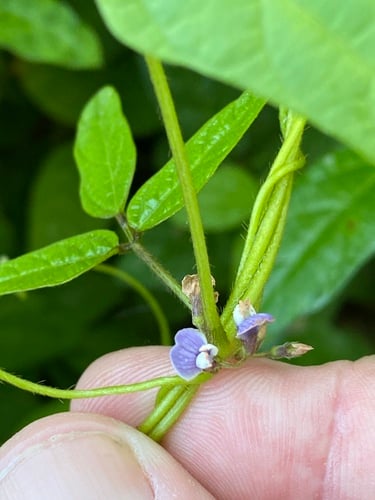 Glycine max subsp. soja