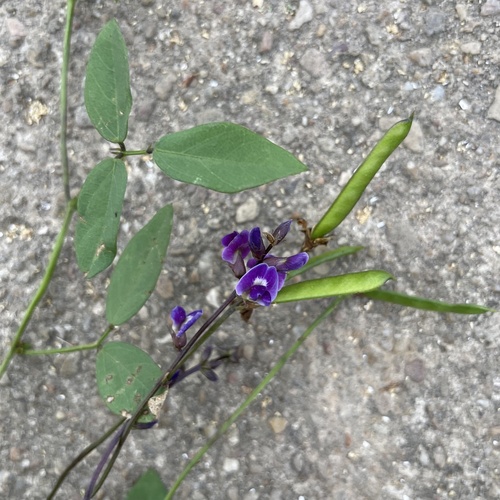 Glycine tabacina (Vanilla glycine) — photo