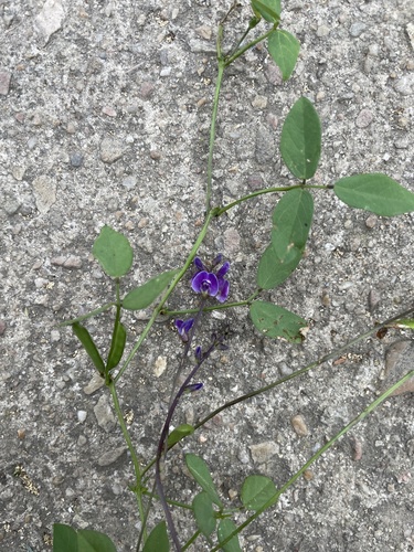 Glycine tabacina (Vanilla glycine) — photo