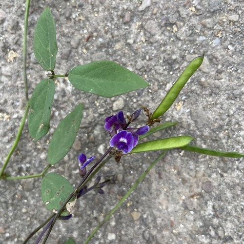 Glycine tabacina