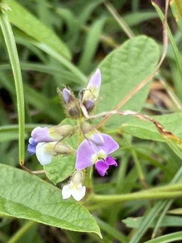 Glycine tomentella
