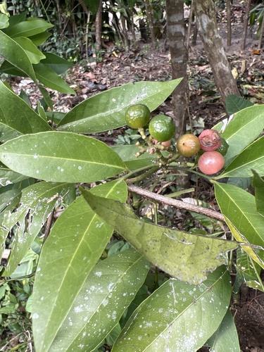 Glycosmis citrifolia (Orangeberry) — photo