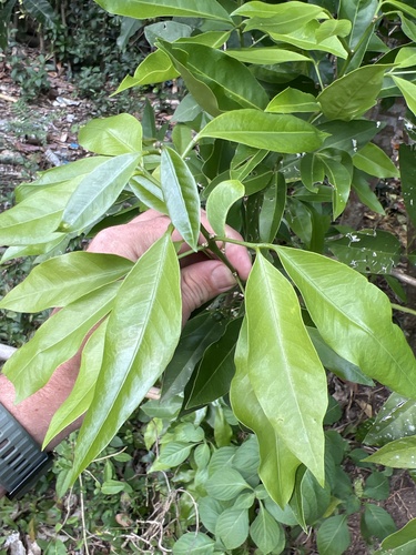 Glycosmis citrifolia (Orangeberry) — photo