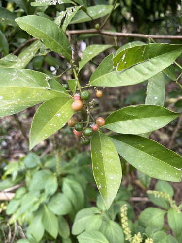 Glycosmis citrifolia