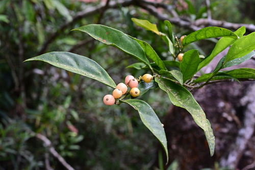 Glycosmis cochinchinensis (Cochinchina pinkberry) — photo