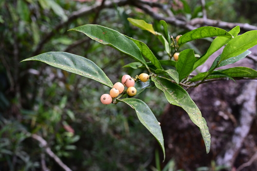Glycosmis cochinchinensis