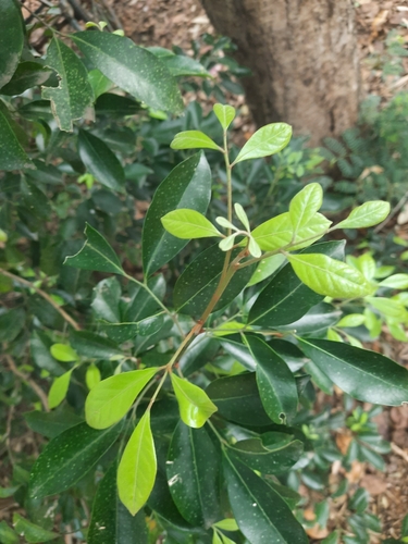 Glycosmis mauritiana (Orangeberry) — photo