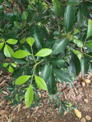 Glycosmis mauritiana (Orangeberry) — photo