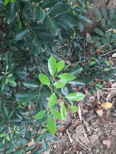 Glycosmis mauritiana