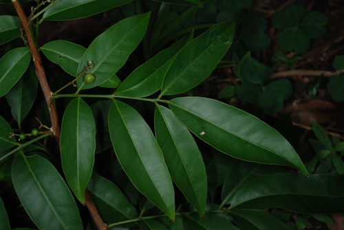 Glycosmis parviflora (Orangeberry) — photo