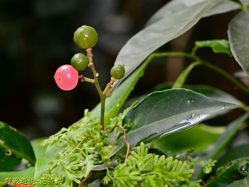Glycosmis parviflora (Orangeberry) — photo