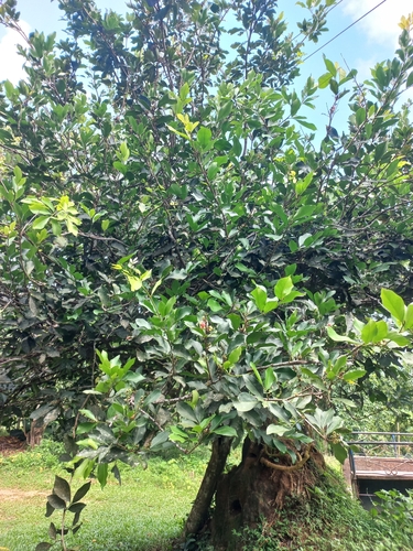 Glycosmis pentaphylla (Orangeberry) — photo