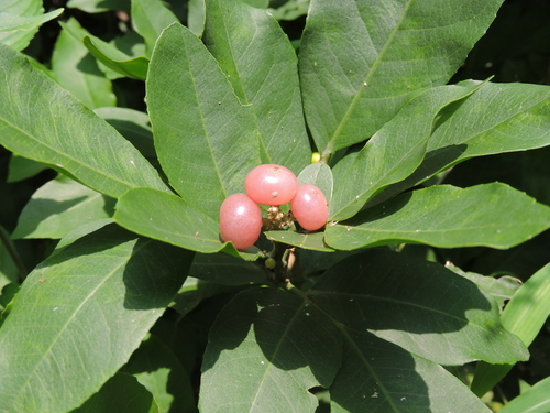 Glycosmis pentaphylla